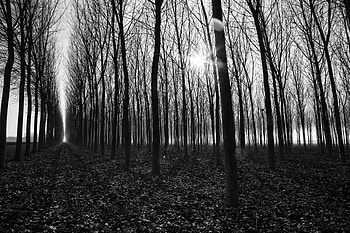 Nature, Trees, Autumn, Path, Bw, Chb, Gloomy HD wallpaper