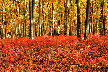 Colors of Autumn, autumn, colors, beautiful HD wallpaper