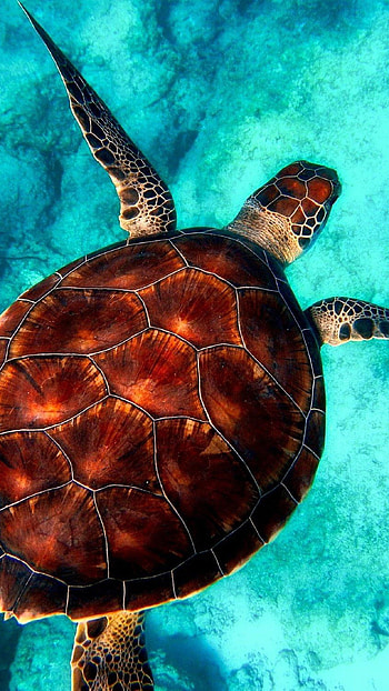 Cute turtle appeal, , Adorable backgrounds, Charming sea creatures HD phone wallpaper