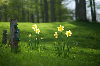 Forest, daffodils, graphy, pretty, green, trees, flowers, grass HD wallpaper