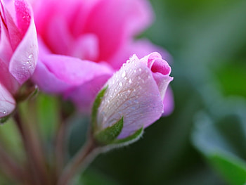 Roses, Dew, Flowers, Pink, Rose HD wallpaper