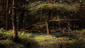 Forest, trees, nature, sunrays HD wallpaper