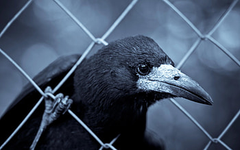 Corvus frugilegus, Crows HD wallpaper