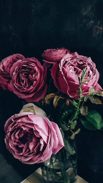 A vibrant arrangement of fresh pink roses in a glass vase, perfect for romantic settings. HD phone wallpaper