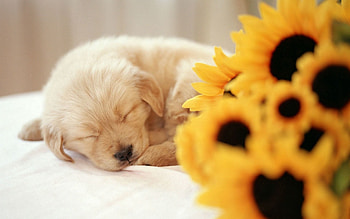 Animals, Flower, Dog, Muzzle, Puppy, Sleep, Dream HD wallpaper