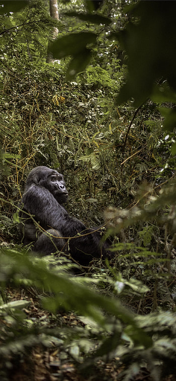 Uganda travels, Best Uganda, Beautiful HD phone wallpaper