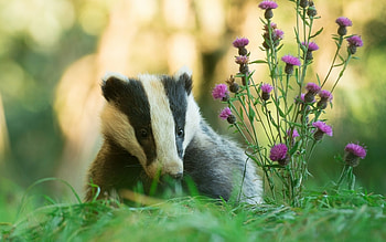 Badger, animal, grass, nature HD wallpaper