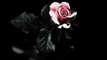 Flowers, Plant, Rose Flower, Rose, Petals HD wallpaper