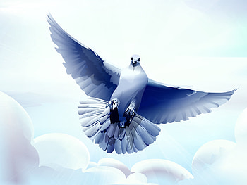 Vector, Bird, Flight, Dove HD wallpaper