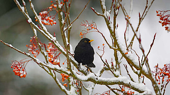 Blackbird perched on a snow branch, Essex, England, Animal, Blackbird HD wallpaper