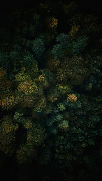 Dense forest, green trees, nature, aerial view HD phone wallpaper