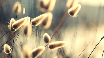 Grass, Macro, Light, Light Coloured, Greased, Smeared HD wallpaper