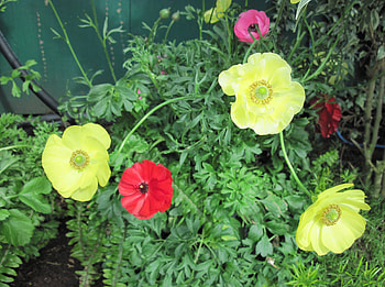 Pyramids Blooms Flowers 38, graphy, yellow, green, red, Flowers, garden HD wallpaper