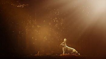 Pet , U , , Stunning pet graphy HD wallpaper