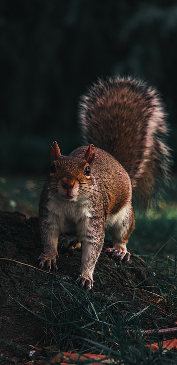 Squirrel for Samsung Galaxy, ultra , Nature's artistic wonders, Digital delights HD phone wallpaper