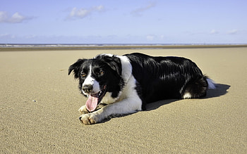 Dog On Beach, dogs, cute, animals, border collie HD wallpaper