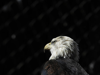 Animals, Feather, Bird, Beak, Predator, Eagle, Bald Eagle, White-Headed Eagle HD wallpaper