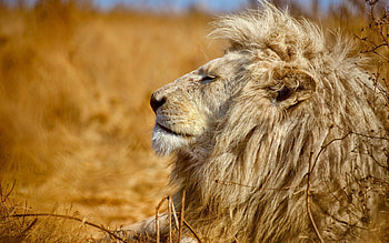 Animals, Lion, Predator, Profile, King Of Beasts, King Of The Beasts HD wallpaper
