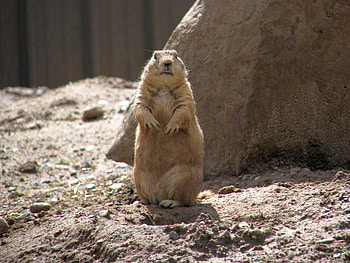 Cute Animal, animal, cool, cute HD wallpaper