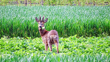 Deer in a field, eating, nature, salad, countryside HD wallpaper