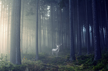 Deer Illustration , deer, artist, artwork, digital-art, behance HD wallpaper