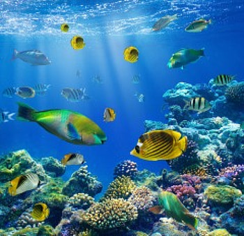 Underwater, fishes, reef, coral, tropical, ocean HD wallpaper