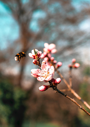 Flowers, Sakura, Macro, Branch, Bumblebee HD phone wallpaper