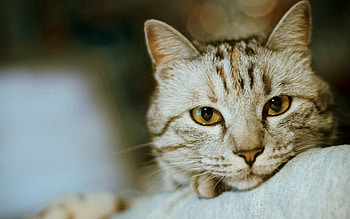 Animals, Cat, Muzzle, Sight, Opinion, Wool, Mindfulness, Attentiveness HD wallpaper