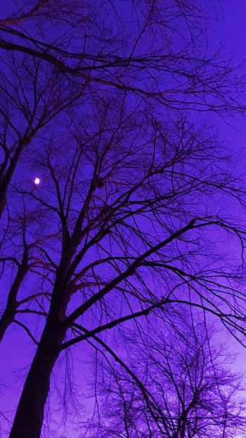 Purple Aesthetic, Purple Nature Aesthetic HD phone wallpaper