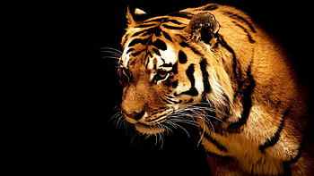 Tiger, animal, power, design, fierce, cat, agility, dark, fur, whiskers HD wallpaper