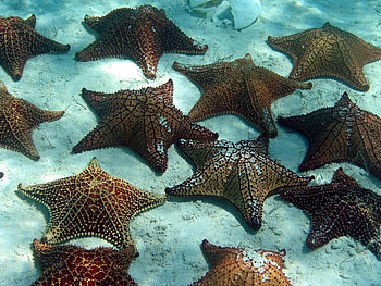 Starfish on Ocean Bed, sand, nature, fish, ocean, beach HD wallpaper