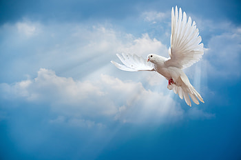 Peace symbol, Pigeons HD wallpaper