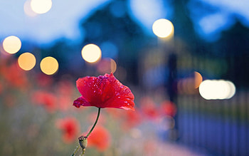 Flower, Plant, Macro, Glare, Poppy, Macro graphy HD wallpaper