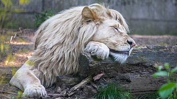 Lion Sleeping, Sleeping, Lion, Animal, paw HD wallpaper