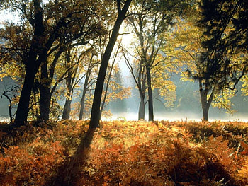 Forest, forests, nature HD wallpaper