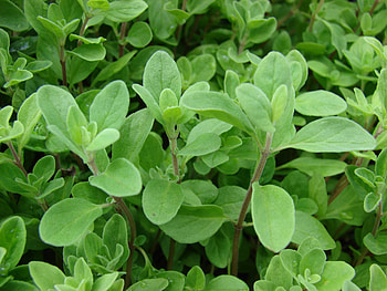 Marjoram herb, Marjoram HD wallpaper
