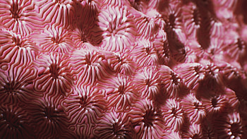 Coral pavona artwork, Substance source inspiration, Creative expression, Coral-inspired designs HD wallpaper