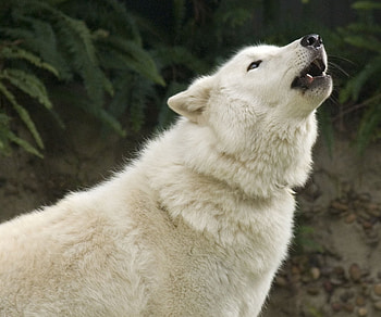 Arctic wolf, animal, white, hunter, wolf, arctic HD wallpaper