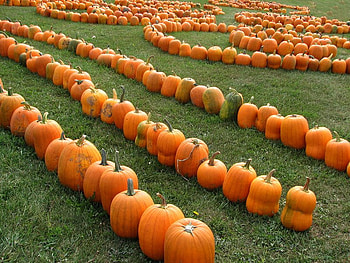 I Want This One, pumpkins, halloween, fields, grass HD wallpaper