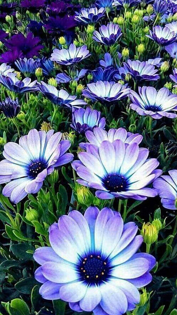 Beautiful Flowers, Beautiful Flowers Garden HD phone wallpaper