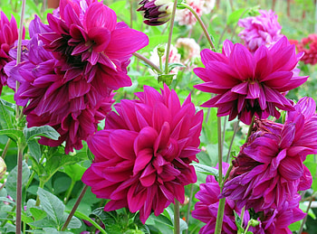 Flowers, Close-Up, Flower Bed, Flowerbed, Dahlias, Buds HD wallpaper