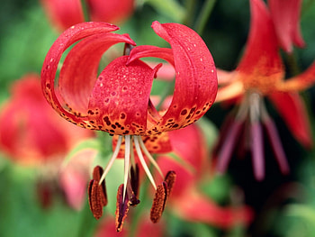 Plants, Flowers HD wallpaper