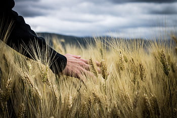 A hand gently touching golden wheat in a lush field under a cloudy sky in Italy. HD wallpaper