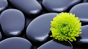 green dahlia stones HD wallpaper