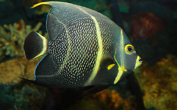 Angelfish, , Ethan Johnson, Underwater HD wallpaper