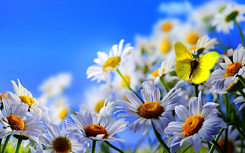 Plants, Flowers, Camomile HD wallpaper