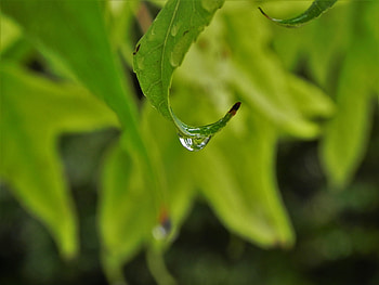 Leaves, Macro, Blur, Smooth, Drop HD wallpaper