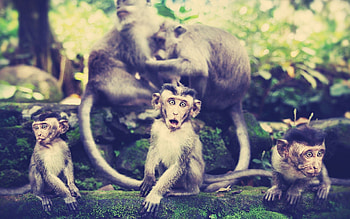 Animals, Monkeys, Stroll, Family HD wallpaper