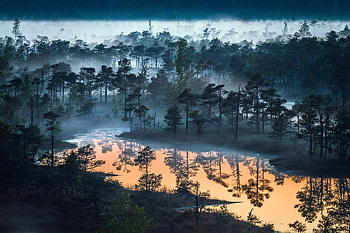 Nature, , Forest, Fog, Reflection, River, Tree HD wallpaper