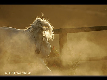 Dust At Midday, spanish, andalusian, horses, dust, grey HD wallpaper